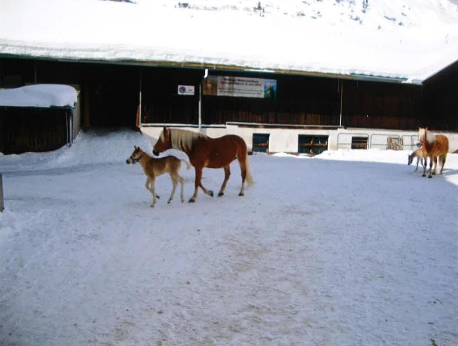 Merryshof Sankt Ulrich am Pillersee Bagian luar foto